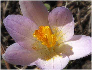 Flower in the sun in Litchfield.