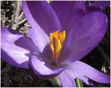 Crocus