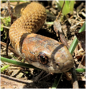 Snake in Litchfield, CT.