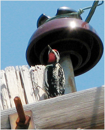 Yellow-bellied Sapsucker on a telephone pole in Litchfield.