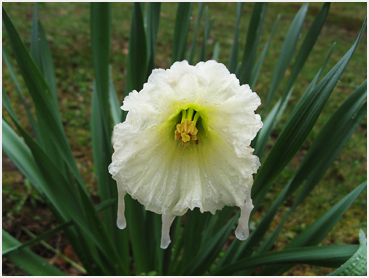 Daffodil in the rain.