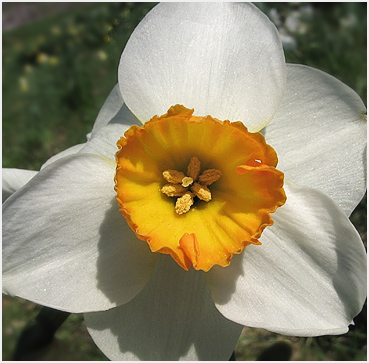 Narcissus in morning light.