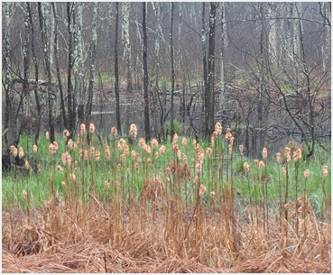 New growth grass in wetland.