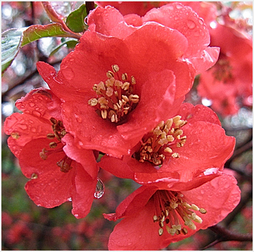 Quince bloom in Litchfield.