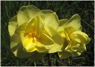 Daffodils in Litchfield.