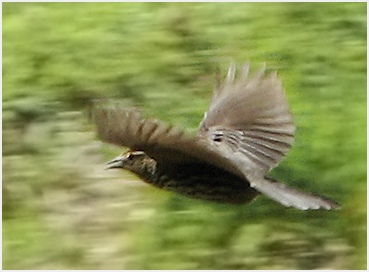 Bird over Litchfield meadow.