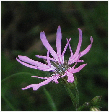 Ragged robin in bloom.