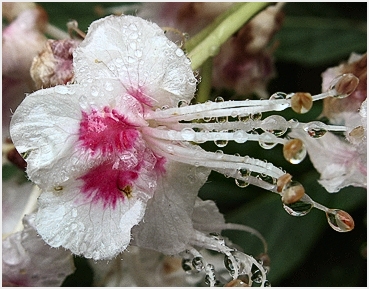 Chestnut tree bloom.