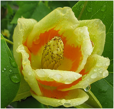 Tulip tree in bloom.