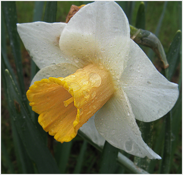 Daffodil.