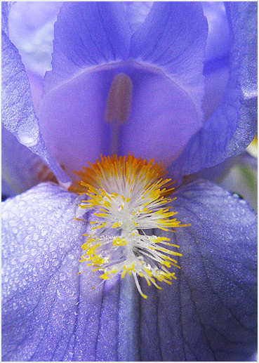 Flowers after rain.