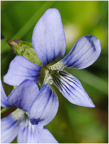 flowers.