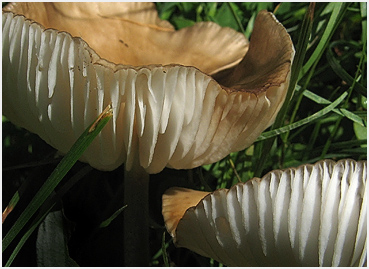 Mushrooms in Litchfield.