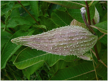 Milkweed pods beside a road in Goshen.