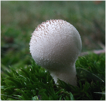Small mushroom in Litchfield.