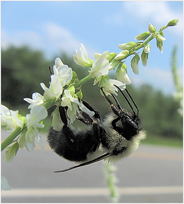 Bee on a wildflower in the Goshen - Litchfield area.