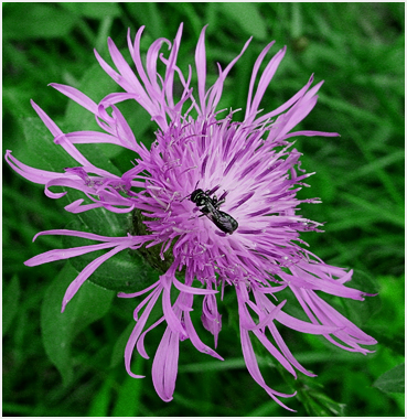 Knapweed in bloom.