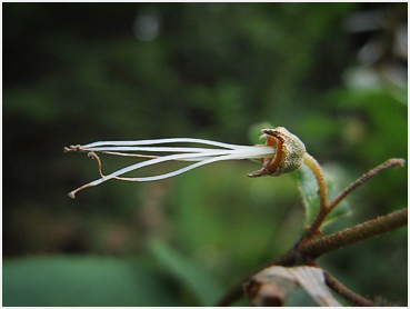 Deutzia