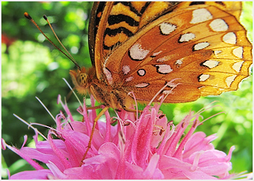 Bee balm.