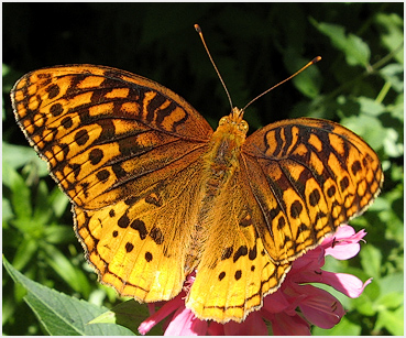 Fritillary