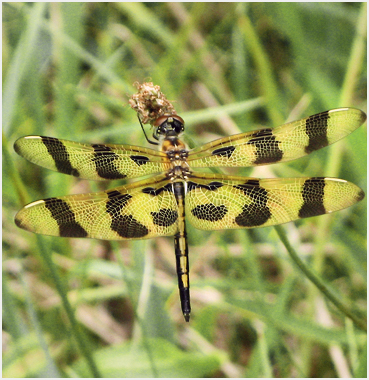 Dragonfly in meadow, Litchfield County Connecticut