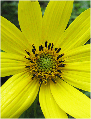 Yellow flower.