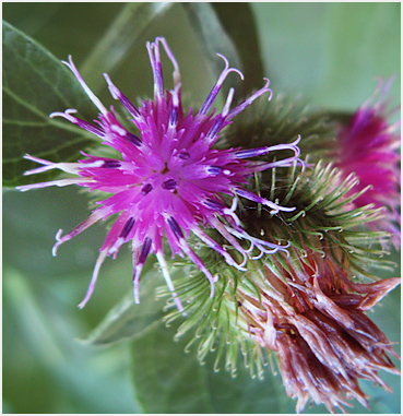 Common Burdock.