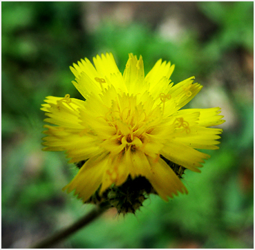 Canada Hawkweed.