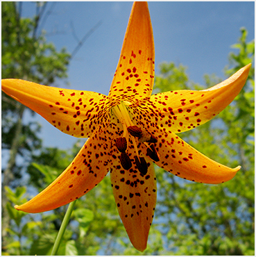 Canada Lilly.