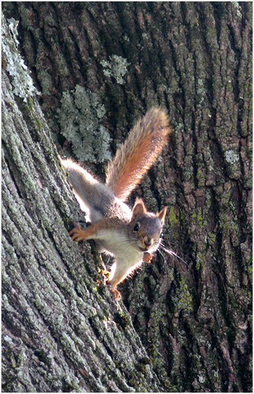 Chipmunk.