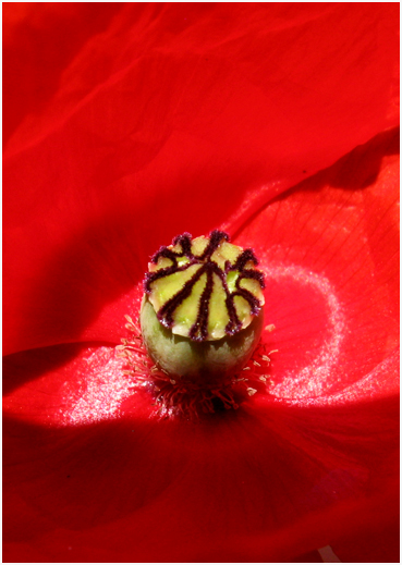 Blooming Poppy.