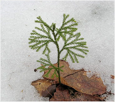 Young pine emerges from snow.