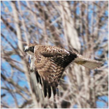 Red-tailed hawk photographed in Litchfield County, Connecticut.
