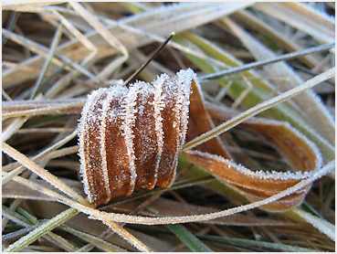 Frosty roadside field in Litchfield County.