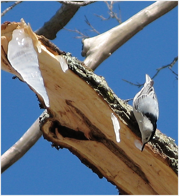 White breasted nuthatch samples maple sap.