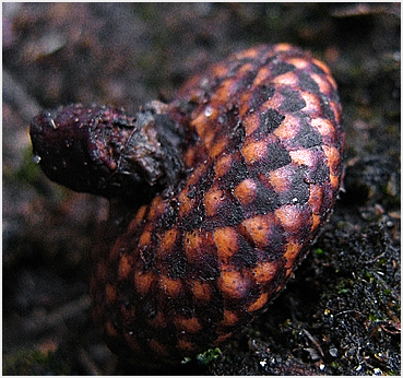 Acorn cup revealed by snow melt.