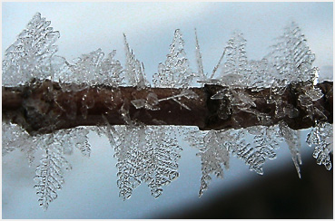 Frost crystals on a twig.