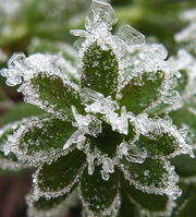 ice on plant