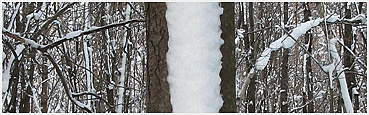 Snow on the east-facing side of a tree trunk.