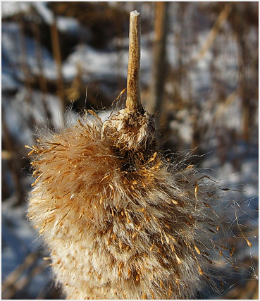 Grass spreading seed in the wind.