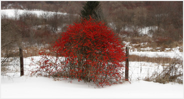 Bush with red berries and new snow.