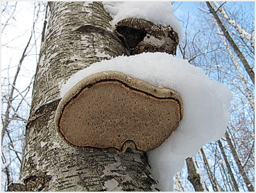 Shelf mushroom covered with snow.