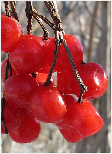 Brilliant red cranberry viburnum berries.