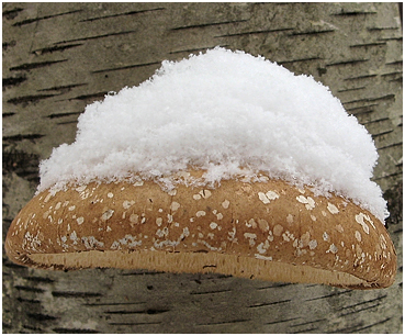 Snow on shelf mushroom.