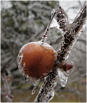 Glazed crabapple.