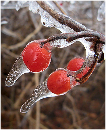 Ice on cranberry viburnum.