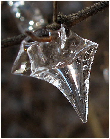 Ice on a twig.
