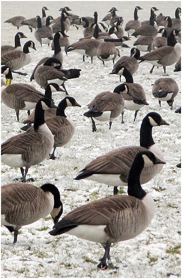 A gaggle of geese.