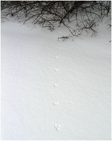 The tracks of a mouse in the snow.