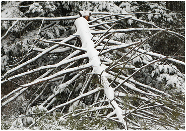 Downed tree with snow.